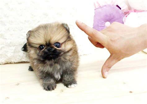 Teacup Teddy Bear Puppies – What You Need To Know