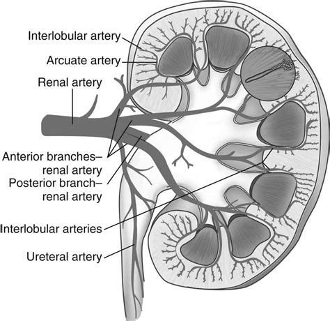 The Renal System | Anesthesia Key