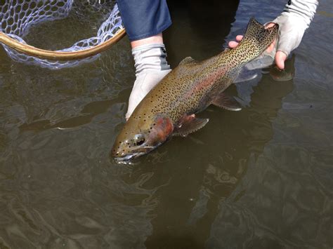 Idaho Angler | Fishing Report