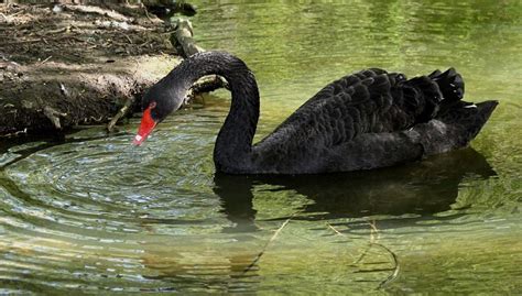 Black Swan Facts - Owlcation