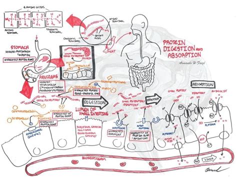 Protein Digestion and Absorption Diagram | Quizlet