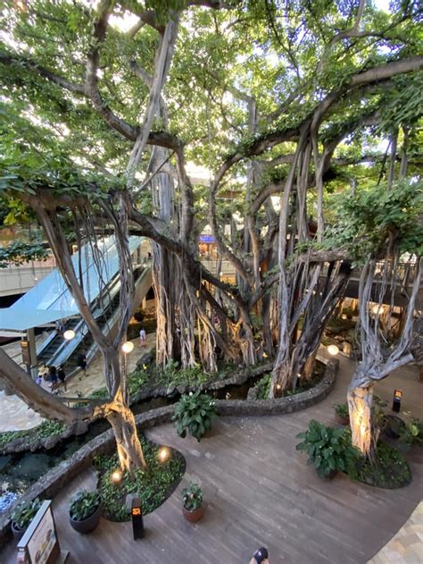 In honor of tree awareness month, I give you the spectacular Banyan tree at the International ...