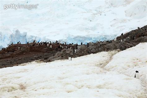 Penguin Habitat in Antarctica 이미지 (1029419330) - 게티이미지뱅크