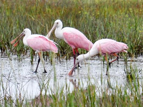 Animals in Mississippi's wild that may surprise you