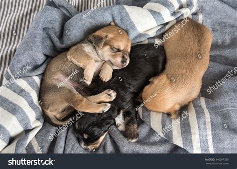 Tiny Puppies Sleeping On Bed Stock Photo 240767359 | Shutterstock