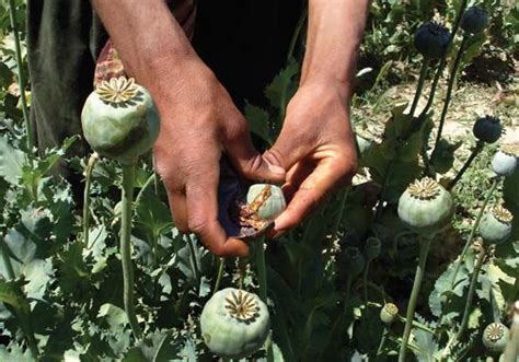 opium poppy | Description, Drugs, & Seeds | Britannica.com