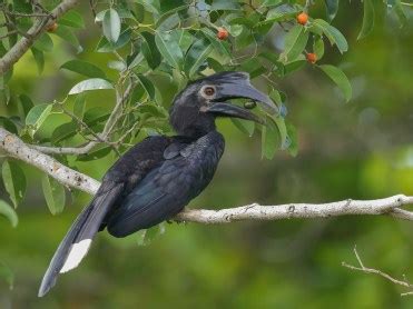 Black Hornbill – Singapore Birds Project