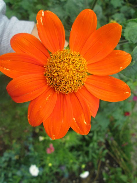 pretty orange flower | Orange flowers, Flowers, Plants