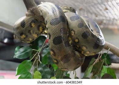 23,884 Anaconda snake Images, Stock Photos & Vectors | Shutterstock