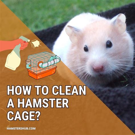 How to Clean a Hamster Cage? [Step-by-Step Guide] – HamstersHub