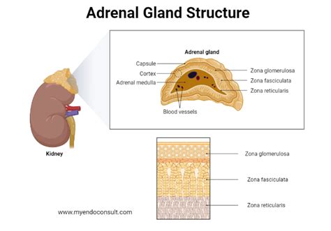 Anatomy And Structure Of Adrenal Cortex Anatomy And Structure Of