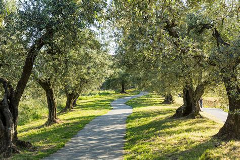 Things to Do in Vinci Italy: Exploring Leonardo’s Adorable Hometown