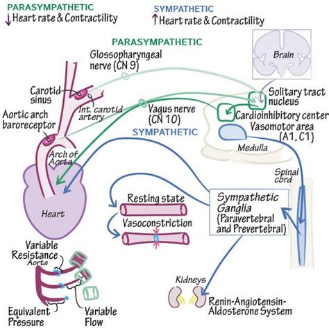 Mechanism of Arterial Pressure Regulation – Platform | CME