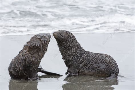 Antarctic Fur Seal pups - Stock Image - C024/4922 - Science Photo Library