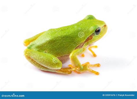 Green tree frog close up stock photo. Image of haerpetology - 33591676