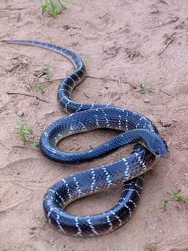 Common Krait The Monster Snake In India ~ planetanimalzone