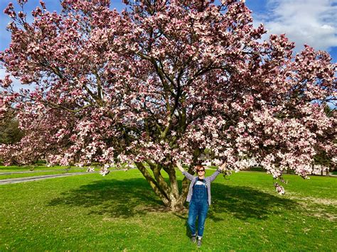 Magnolia Tree | Leaving the OCD Circus