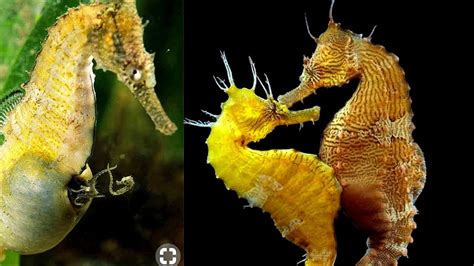 Seahorse documentary | Male seahorse giving birth | Seahorse Feeding | Seahorse life cycle - YouTube