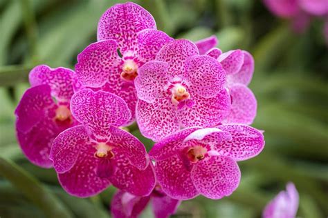 Beautiful Orchid Flower Blooming at Rainy Season. Vanda Orchid Stock ...