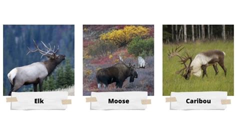 Differences Between Elk, Reindeer, Moose, and Caribou