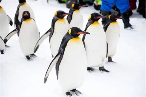 Emperor penguin migration Stock Photos, Royalty Free Emperor penguin ...