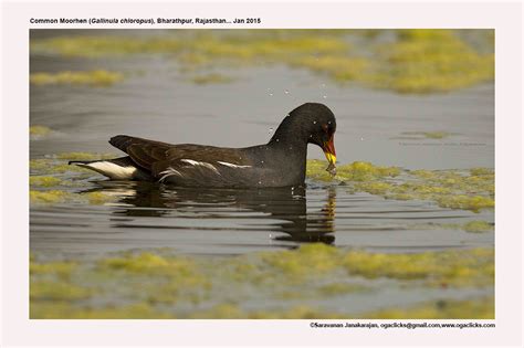 common-moorhen-map – Ogaclicks