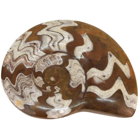 Fossilized Ammonite Cephalopod Shell For Sale at 1stDibs