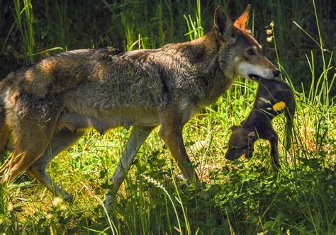 Nature names for red wolf pups - Point Defiance Zoo & Aquarium