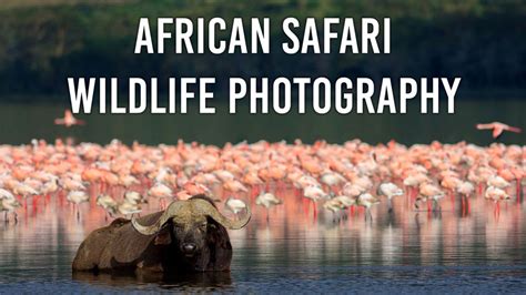 African Wildlife Photography | B&H eXplora