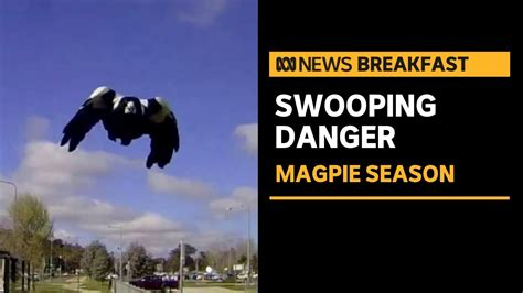 Heads up: It's magpie swooping season in Australia | ABC News - The ...