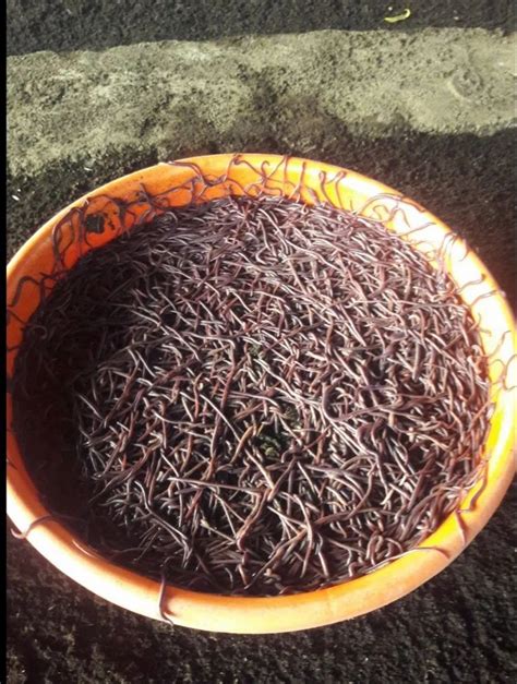 Eisenia Fetida Organic Live Earthworm Composting, 1 Kg, Cloth Bag at Rs 500/kg in Pune