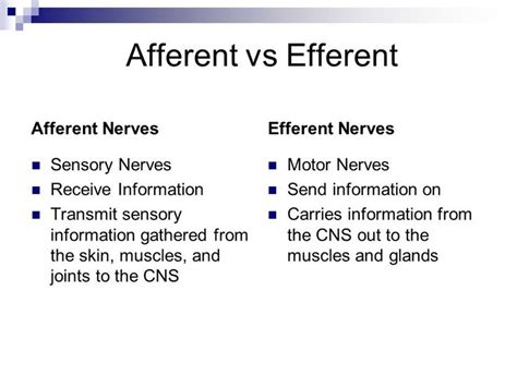 afferent nerves (sensory: receive info) vs efferent nerves (motor: send ...