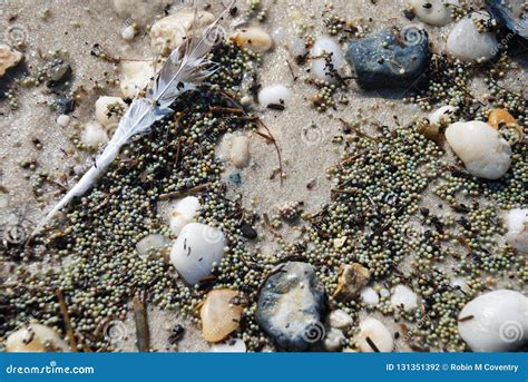 Closeup of Horseshoe Crab Eggs on Beach Along the Tidal Waters Along ...