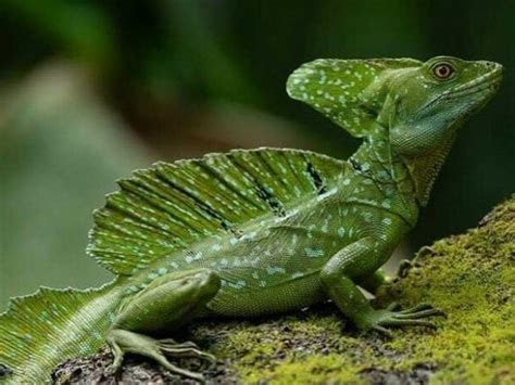 Green Basilisk – Facts, Size, Lifespan, Habitat, and Pictures