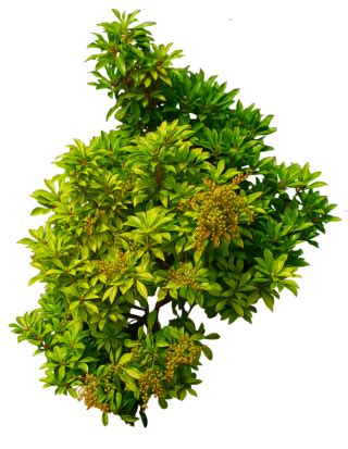 Bushes PNG, Bushes Transparent Background - FreeIconsPNG