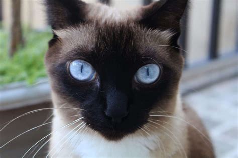 Do Black Siamese Cats Exist?