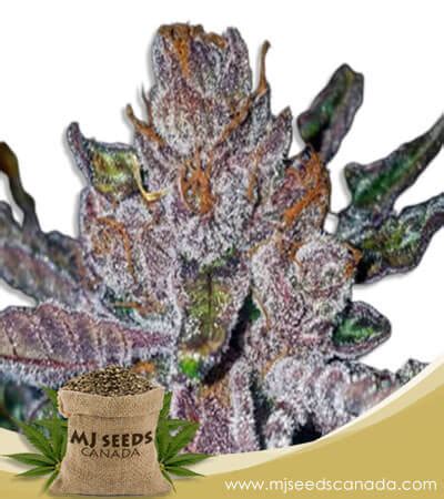 Tropicana Cookies Purple Feminized Marijuana Seeds | Marijuana Seeds Canada