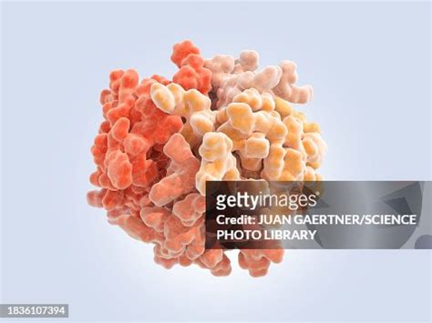 Insulin Hexamer Illustration High-Res Vector Graphic - Getty Images