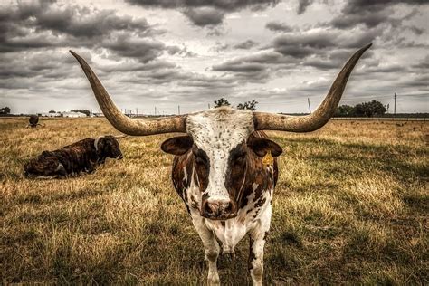 Update 83+ wallpaper texas longhorns best - in.cdgdbentre