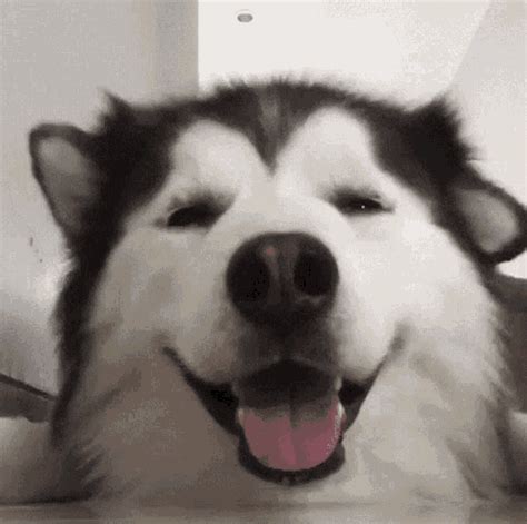 Cute Dog GIF - Cute Dog Ears - Discover & Share GIFs