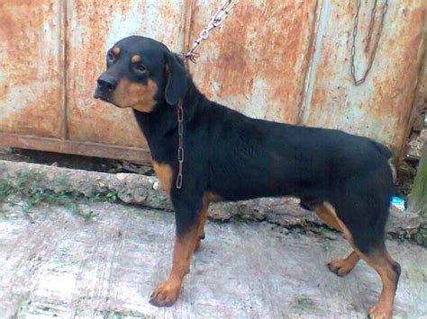 Male Rottweiler Guard Dog - Pets - Nigeria