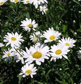 Ox-Eye Daisy - Budget Seeds