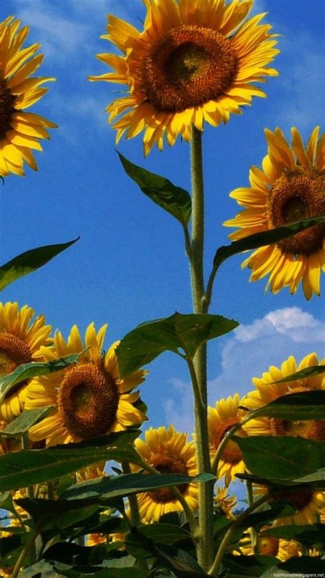 Sunflower Blue Wallpapers - Top Free Sunflower Blue Backgrounds - WallpaperAccess