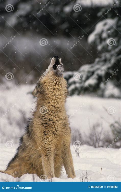 Wolf Howling in Snow stock photo. Image of winter, animals - 8856600