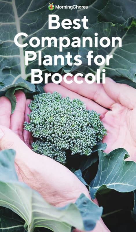 21 of the Best Broccoli Companion Plants - Global Gardening Secrets