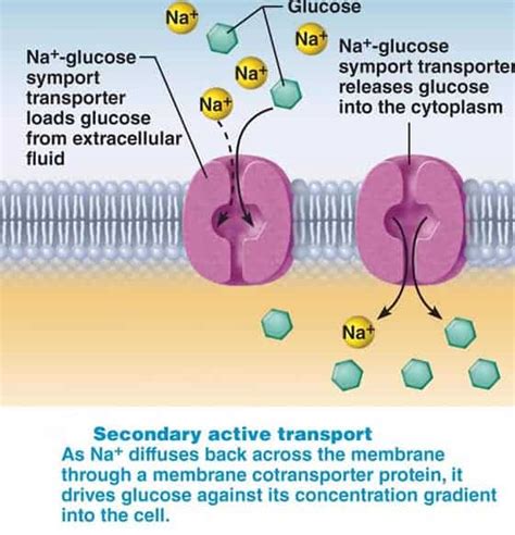 GLUCOSE TRANSPORTERS - New