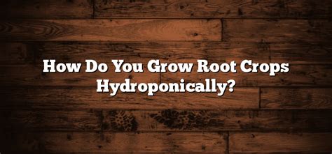 How Do You Grow Root Crops Hydroponically? - Inter Culturalu