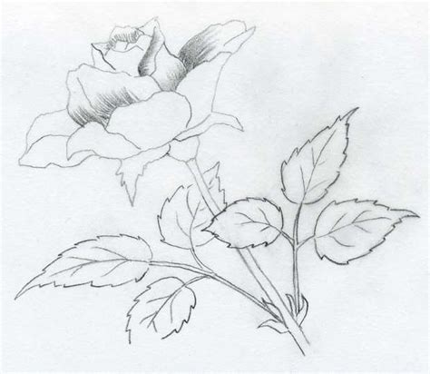 Various Rose Drawings