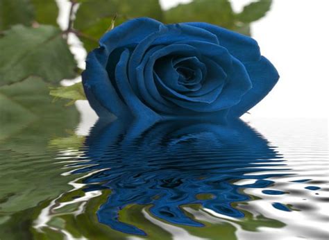 Rose, blue, water, 3d HD wallpaper | Pxfuel