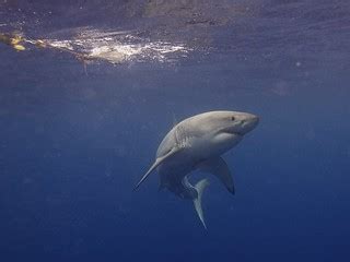 Great White Shark | Elias Levy | Flickr